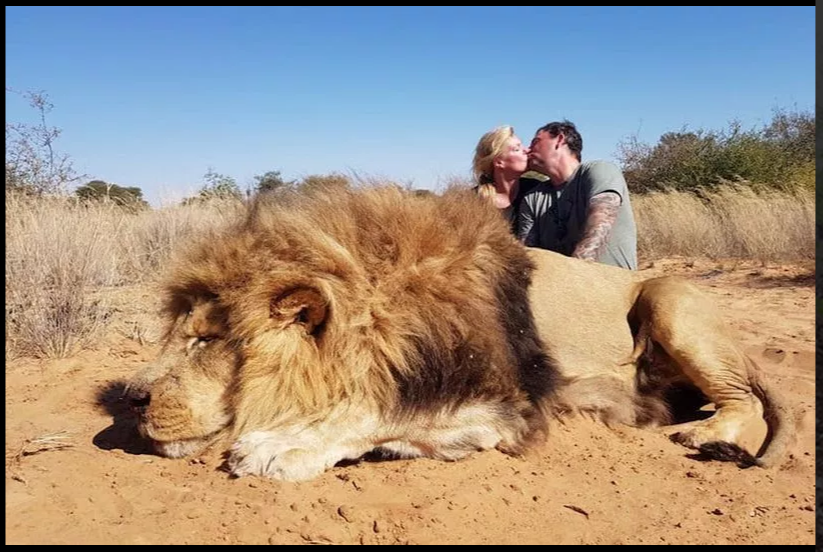 Darren e Carolyn Carter causaram alvoroço depois de se beijarem ao lado do cadáver do leão que mataram